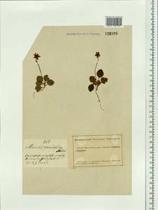 Moneses uniflora (L.) A. Gray, Siberia, Altai & Sayany Mountains (S2) (Russia)