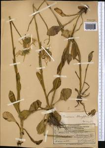 Doronicum oblongifolium A. DC., Middle Asia, Pamir & Pamiro-Alai (M2) (Kyrgyzstan)