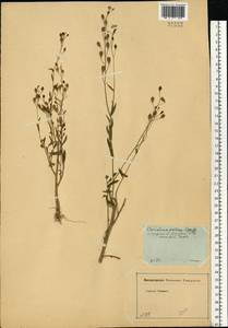 Camelina sativa (L.) Crantz, Eastern Europe, Moscow region (E4a) (Russia)