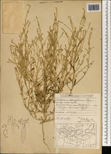 Corispermum mongolicum Iljin, Mongolia (MONG) (Mongolia)