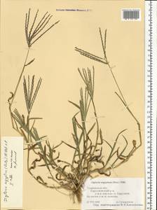 Digitaria sanguinalis (L.) Scop., Eastern Europe, Central forest-and-steppe region (E6) (Russia)