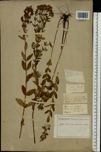 Hypericum hirsutum L., Eastern Europe, Central forest-and-steppe region (E6) (Russia)