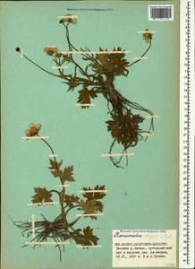 Ranunculus elegans C. Koch, Caucasus, Stavropol Krai, Karachay-Cherkessia & Kabardino-Balkaria (K1b) (Russia)