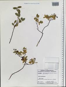 Salix myrtilloides L., Siberia, Central Siberia (S3) (Russia)