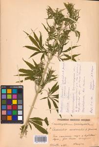 Cannabis sativa var. ruderalis (Janisch.) S. Z. Liou, Eastern Europe, Lower Volga region (E9) (Russia)