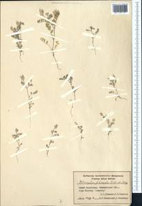 Astragalus filicaulis Kar. & Kir., Middle Asia, Syr-Darian deserts & Kyzylkum (M7) (Kazakhstan)