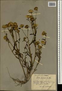 Inula salsoloides (Turcz.) Ostenf., South Asia, South Asia (Asia outside ex-Soviet states and Mongolia) (ASIA) (China)