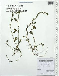 Polygonum boreale (Lange) Small, Siberia, Central Siberia (S3) (Russia)