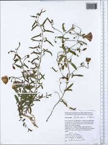 Convolvulus chinensis Ker Gawl., Siberia, Altai & Sayany Mountains (S2) (Russia)