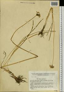 Allium angulosum L., Siberia, Western Siberia (S1) (Russia)