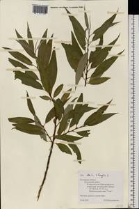 Salix × rubens Schrank, Eastern Europe, Central region (E4) (Russia)