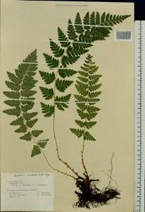 Dryopteris cristata (L.) A. Gray, Eastern Europe, Central region (E4) (Russia)