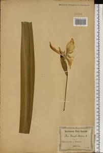 Iris pseudacorus L., Eastern Europe, South Ukrainian region (E12) (Ukraine)