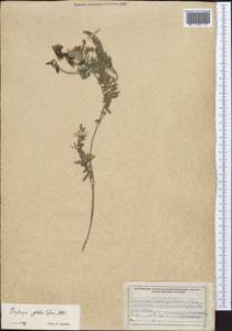 Oxytropis glabra DC., Middle Asia, Dzungarian Alatau & Tarbagatai (M5) (Kazakhstan)