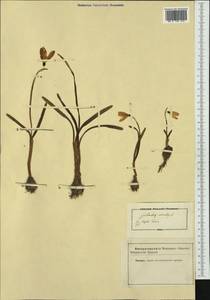 Galanthus nivalis L., Western Europe (EUR) (Not classified)