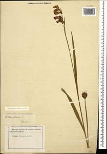 Gladiolus tenuis M.Bieb., Caucasus, Stavropol Krai, Karachay-Cherkessia & Kabardino-Balkaria (K1b) (Russia)
