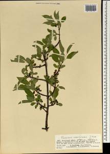 Rhamnus ussuriensis J.J. Vassil., Mongolia (MONG) (Mongolia)