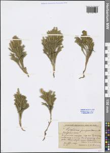 Dendrolycopodium juniperoideum (Sw.) A. Haines, Siberia, Yakutia (S5) (Russia)
