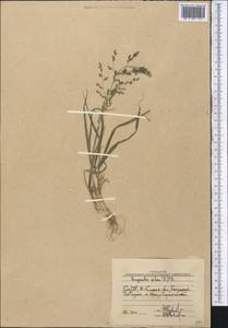 Eragrostis, Middle Asia, Western Tian Shan & Karatau (M3) (Uzbekistan)