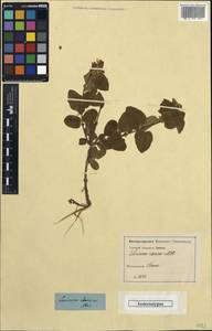 Lonicera iberica M. Bieb., Caucasus, Georgia (K4) (Georgia)