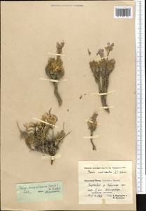 Parrya turkestanica (Korsh.) N. Busch, Middle Asia, Pamir & Pamiro-Alai (M2) (Tajikistan)