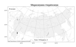 Megacarpaea megalocarpa (Fisch. ex DC.) Schischk. ex B.Fedtsch., Atlas of the Russian Flora (FLORUS) (Russia)