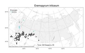 Eremopyrum triticeum (Gaertn.) Nevski, Atlas of the Russian Flora (FLORUS) (Russia)