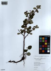 Cotoneaster melanocarpus G. Lodd., Siberia, Altai & Sayany Mountains (S2) (Russia)