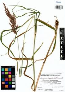 Calamagrostis purpurea (Trin.) Trin., Siberia, Baikal & Transbaikal region (S4) (Russia)