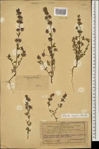 Nepeta meyeri Benth., Caucasus, Azerbaijan (K6) (Azerbaijan)