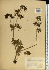 Geranium sanguineum L., Eastern Europe, Middle Volga region (E8) (Russia)