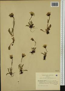 Hieracium alpinum L., Western Europe (EUR) (Italy)