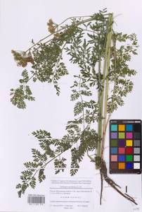 Selinum carvifolia (L.) L., Eastern Europe, Moscow region (E4a) (Russia)