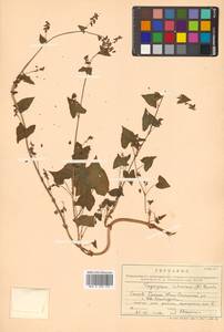 Fagopyrum tataricum (L.) Gaertn., Siberia, Russian Far East (S6) (Russia)