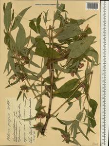 Phlomis herba-venti subsp. pungens (Willd.) Maire ex DeFilipps, Eastern Europe, South Ukrainian region (E12) (Ukraine)