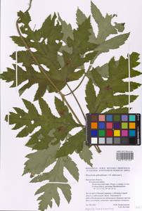 Heracleum sibiricum × sphondylium, Eastern Europe, Central region (E4) (Russia)