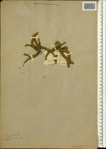 Trichogyne ambigua (L.) Druce, Africa (AFR) (South Africa)