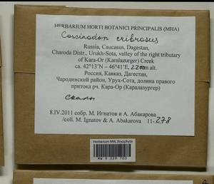 Coscinodon cribrosus (Hedw.) Spruce, Bryophytes, Bryophytes - North Caucasus & Ciscaucasia (B12) (Russia)