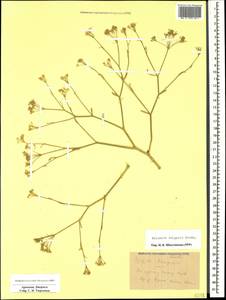 Falcaria vulgaris Bernh., Caucasus, Armenia (K5) (Armenia)