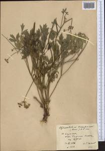 Sphaenolobium tianschanicum (Korovin) Pimenov, Middle Asia, Western Tian Shan & Karatau (M3) (Kazakhstan)