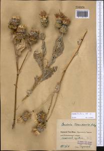Cousinia tianschanica Kult., Middle Asia, Western Tian Shan & Karatau (M3) (Uzbekistan)