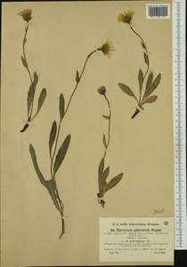 Hieracium glabratum subsp. nudum Nägeli & Peter, Western Europe (EUR) (Austria)