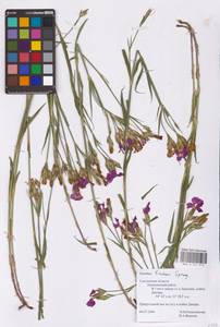 Dianthus chinensis L., Eastern Europe, Western region (E3) (Russia)