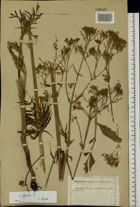 Valeriana officinalis L., Eastern Europe, Central forest-and-steppe region (E6) (Russia)