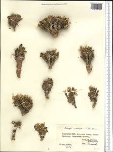 Leiospora exscapa (Ledeb.) F. Dvorák, Middle Asia, Pamir & Pamiro-Alai (M2) (Tajikistan)