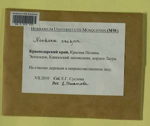 Exsertotheca crispa (Hedw.) S. Olsson, Enroth & D. Quandt, Bryophytes, Bryophytes - North Caucasus & Ciscaucasia (B12) (Russia)