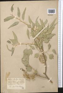 Populus euphratica Olivier, Middle Asia, Syr-Darian deserts & Kyzylkum (M7) (Uzbekistan)