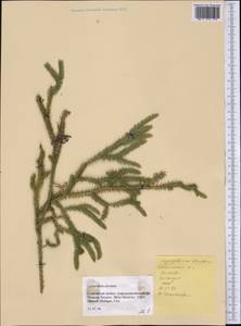 Lycopodium clavatum L., America (AMER) (United States)