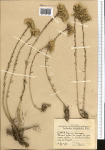 Pseudosedum longidentatum Boriss., Middle Asia, Western Tian Shan & Karatau (M3) (Uzbekistan)