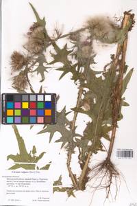 Cirsium vulgare (Savi) Ten., Eastern Europe, Central region (E4) (Russia)